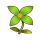 宁静花.png