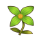 宁静花.png