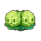 双胞卷心菜.png