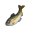 遥樱鲇鱼.png