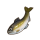 遥樱鲇鱼.png