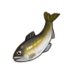 遥樱鲇鱼.png