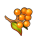 安帕拉浆果.png