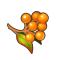 安帕拉浆果.png