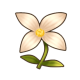 纯洁花.png