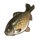 秘斯特鲤鱼.png