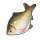 秘斯特鲫鱼.png