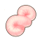 粉绢丝.png