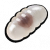 红蚂蚁卵.png