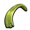 大叶藻条.png