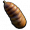 蛹皮.png