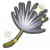 蓬松的蒲公英簇.png