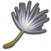 蒲公英簇.png