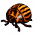 马铃薯甲虫填充标本.png