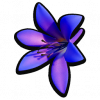 紫萼花.png