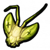 螳螂头.png