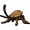 椿象填充标本.png