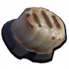 烤蜗牛.png