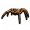狼蛛填充标本.png