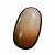 咬趾虫虫卵.png