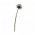 ICO Weed Dandelion D.png
