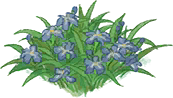 马兰花圃.png