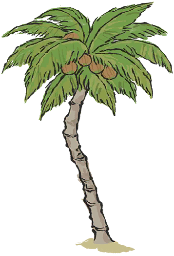 南风椰树.png