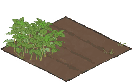 苎麻田一级.png