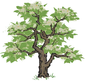 梓树.png