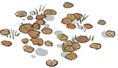 水中落叶.png