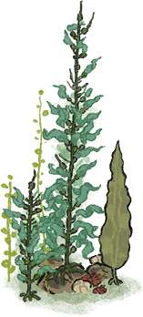 海草4.png