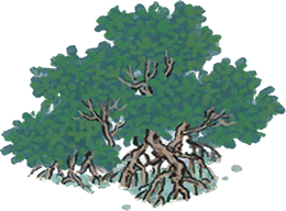 红树.png