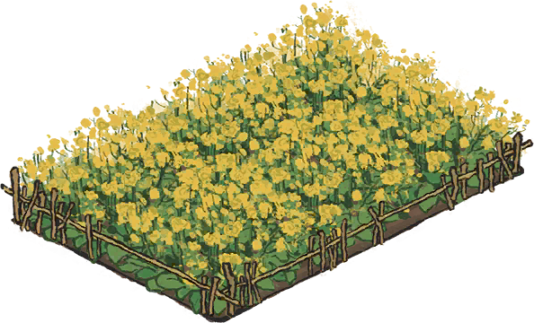 油菜花田.png
