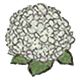 白色绣球花.png