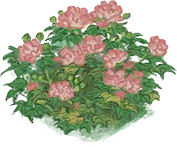 芙蓉花圃.png
