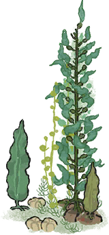 海草3.png