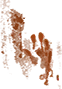 不名手印.png