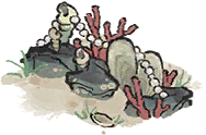 礁石珠栏.png