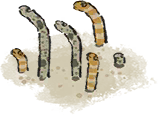 细沙花鳗.png