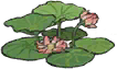 窈窕荷花.png
