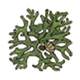 海藻.png