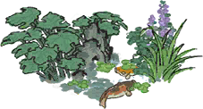 叶下锦鲤.png