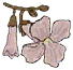 桐花.png