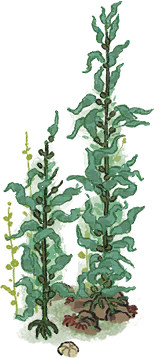 海草1.png