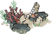 海草珠栏.png