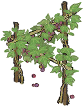 葡萄藤蔓.png