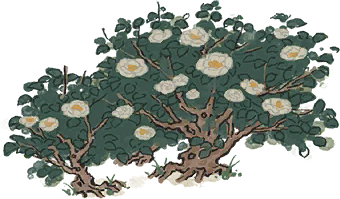 天仙山茶花.png