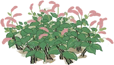 红蓼.png