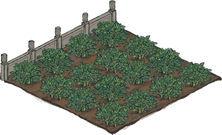 茶园.png