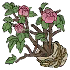 鲜花.png